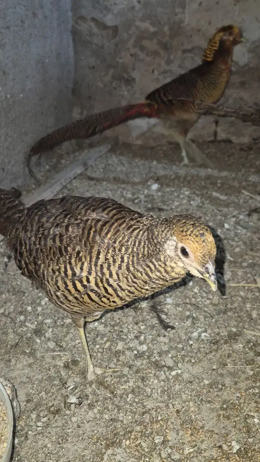 انواع محلی و زینتی|حیوانات مزرعه|مینودشت, |دیوار