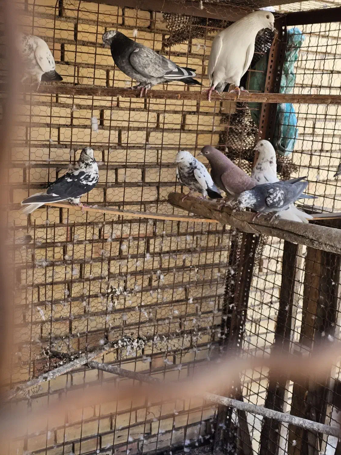 کفتر پرشی|پرنده|یزد, |دیوار