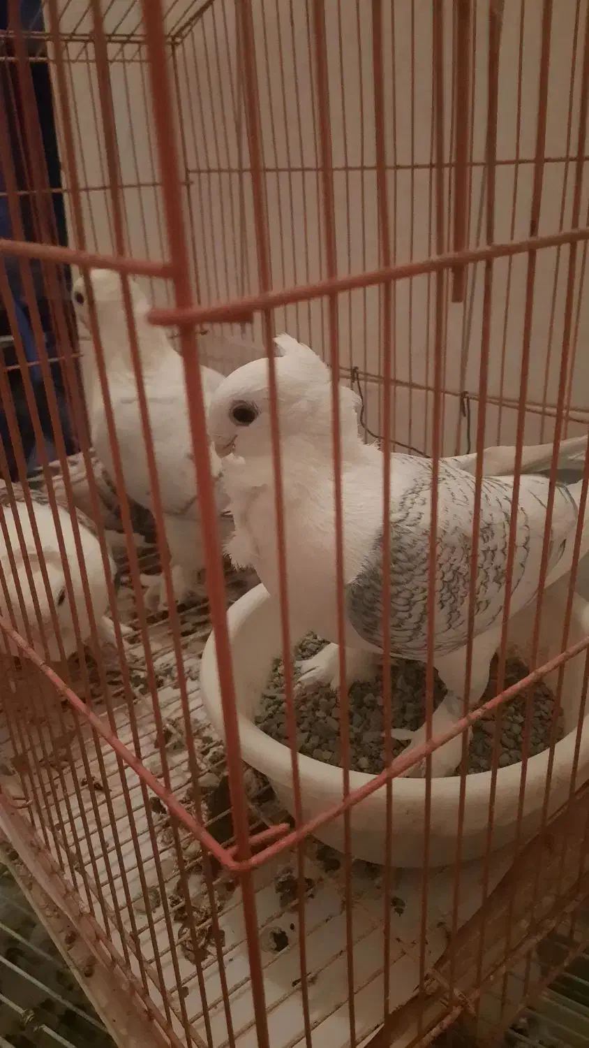 کبوتر بلژیکی اصل نوک قنار پرشی زینتی با جوجه باقفس|پرنده|فردیس, فردیس|دیوار