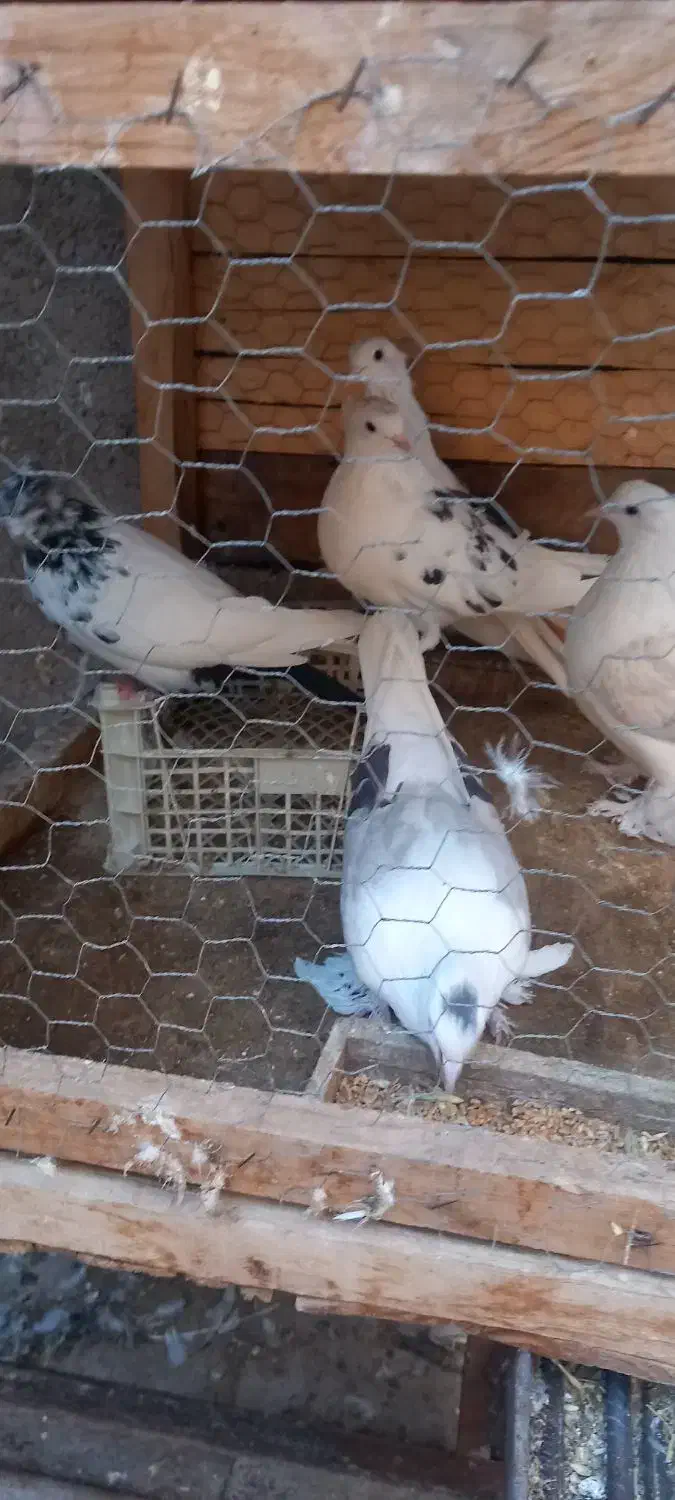 کبوتر|پرنده|بسطام, |دیوار