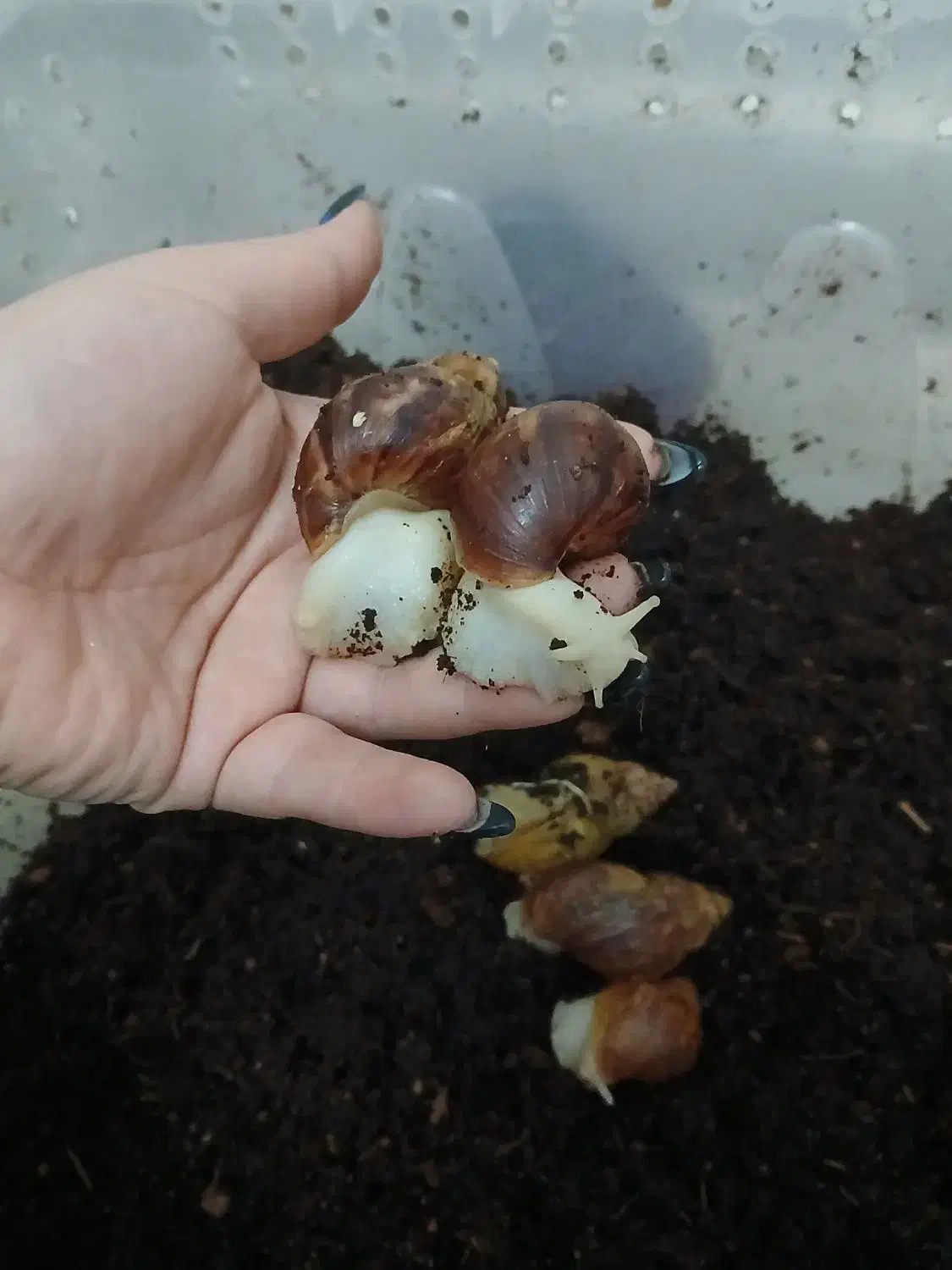 ۵تاحلزون آچاتینا با باکس+۱۰تا جوجه حلزون رایگان|خزنده|فردیس, شهرک ناز|دیوار