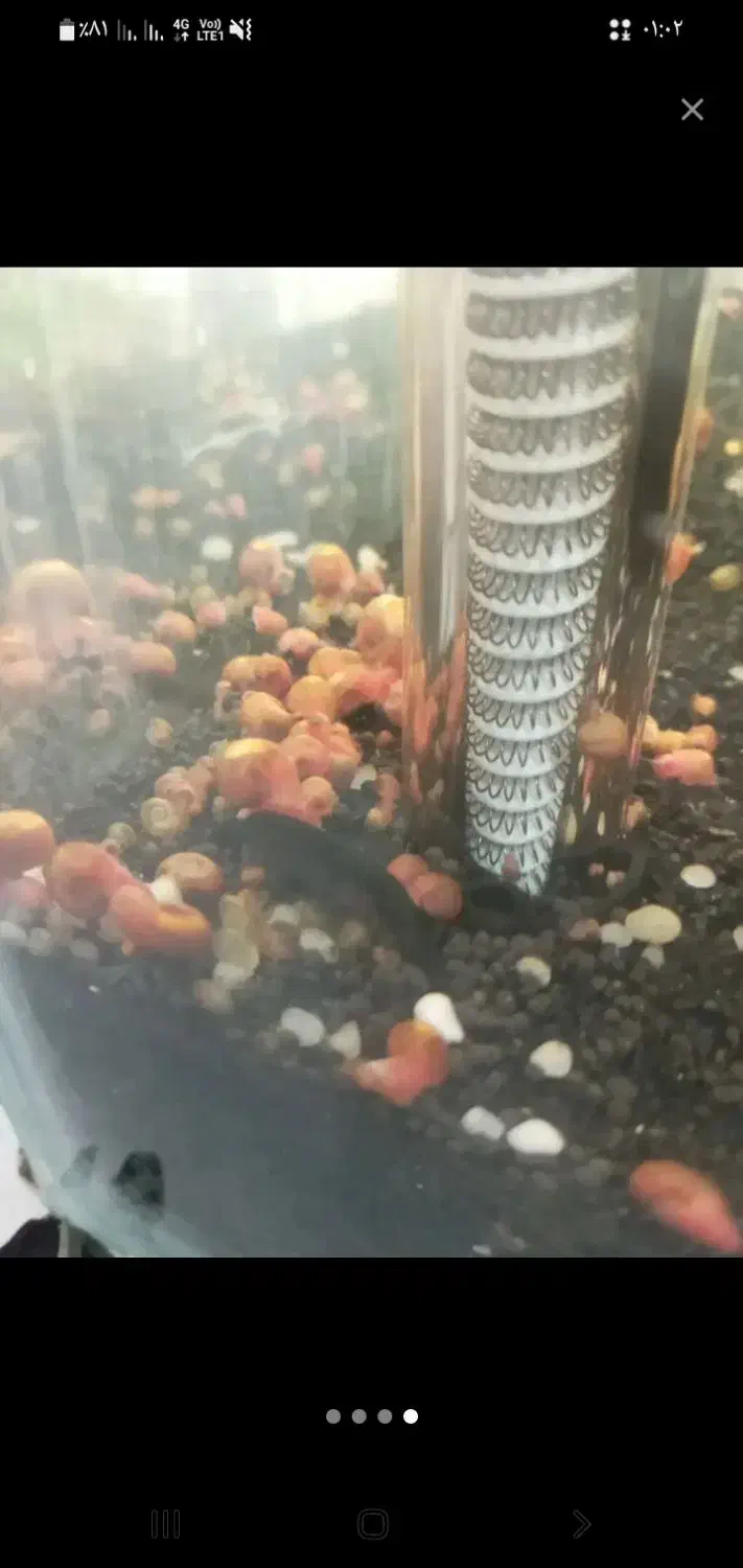 حلزون رد رامشور|خزنده|ورامین, ریحان آباد|دیوار