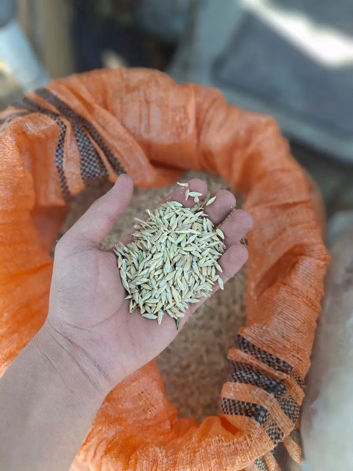 جو بذری|خدمات باغبانی و درختکاری|محمدیه-قزوین, |دیوار