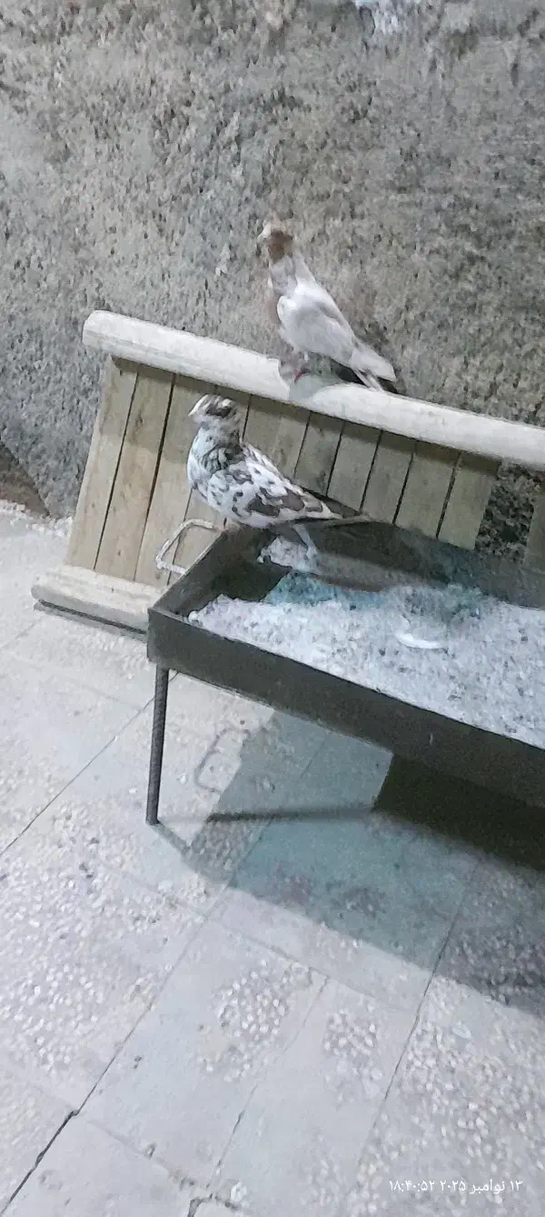 منقل اهنی (ک ب و ت ر ا )فروشین|اجاق گاز و لوازم برقی پختوپز|خرمآباد, |دیوار