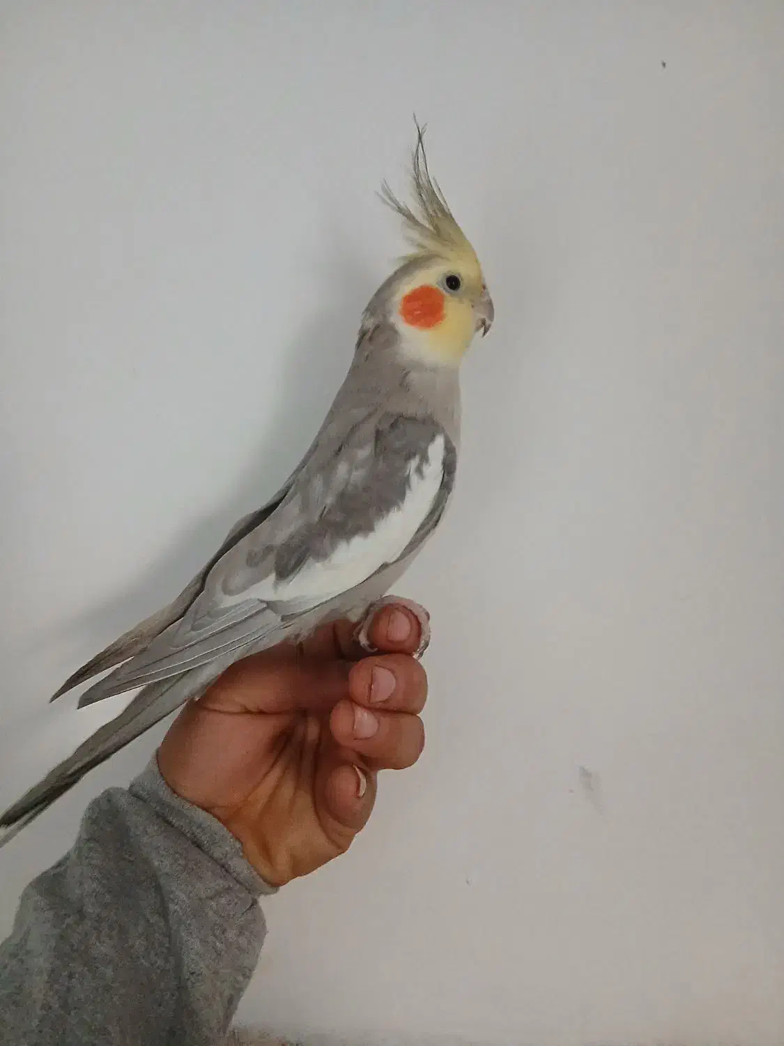 عروس هلندی نر ۱ سال سه ماه|پرنده|ری, شهید بهشتی|دیوار