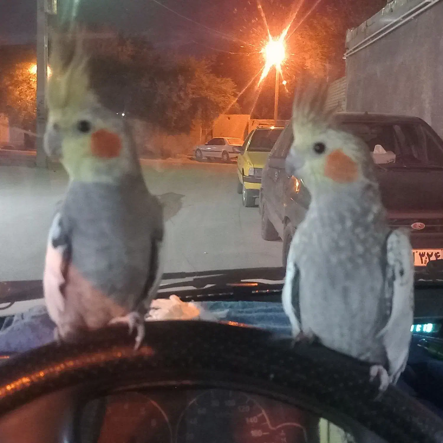 گمشده|حیوانات|رامهرمز, |دیوار