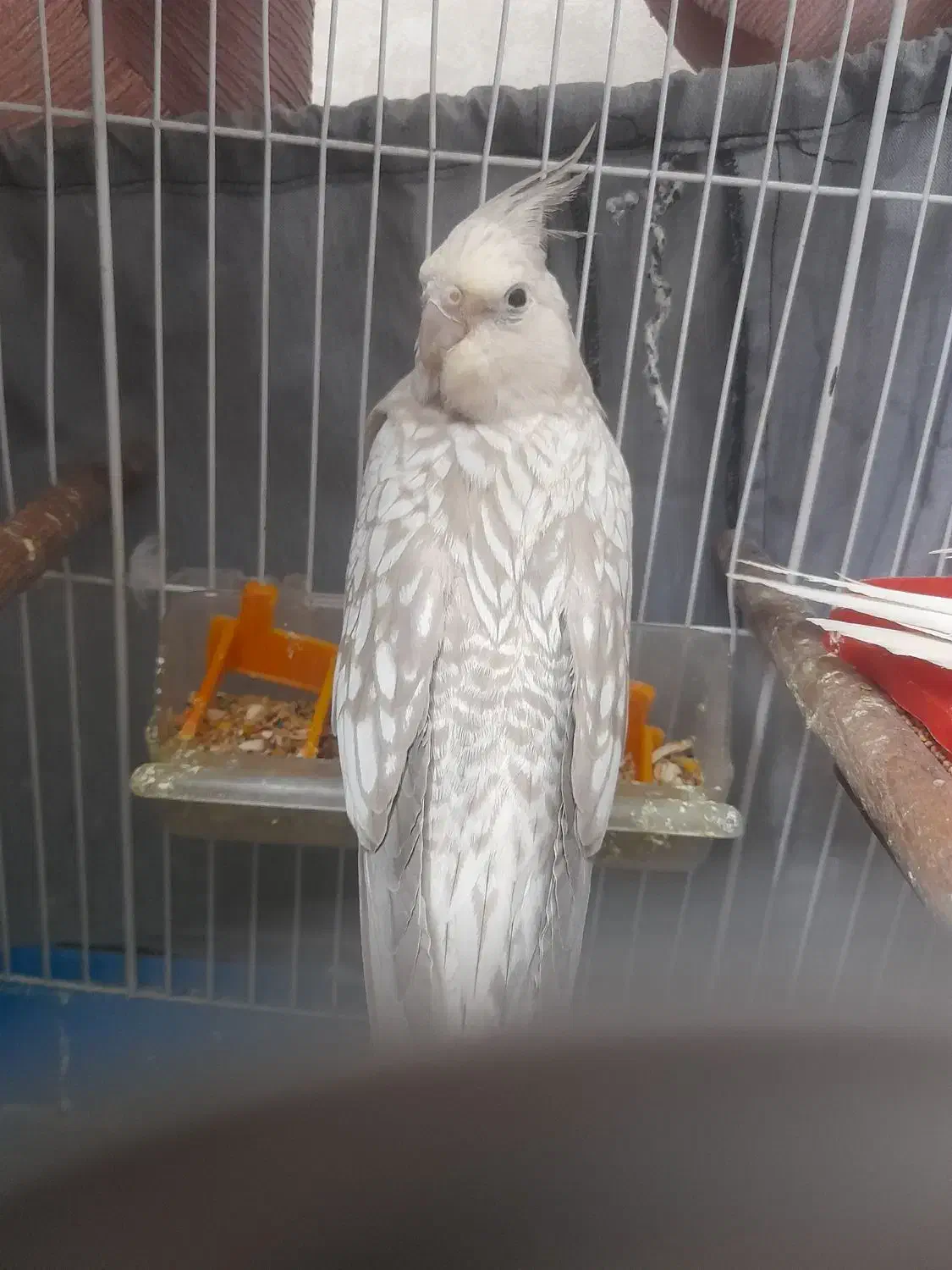 عروس هلندی آلبینو نر|پرنده|تهران, گمرک|دیوار