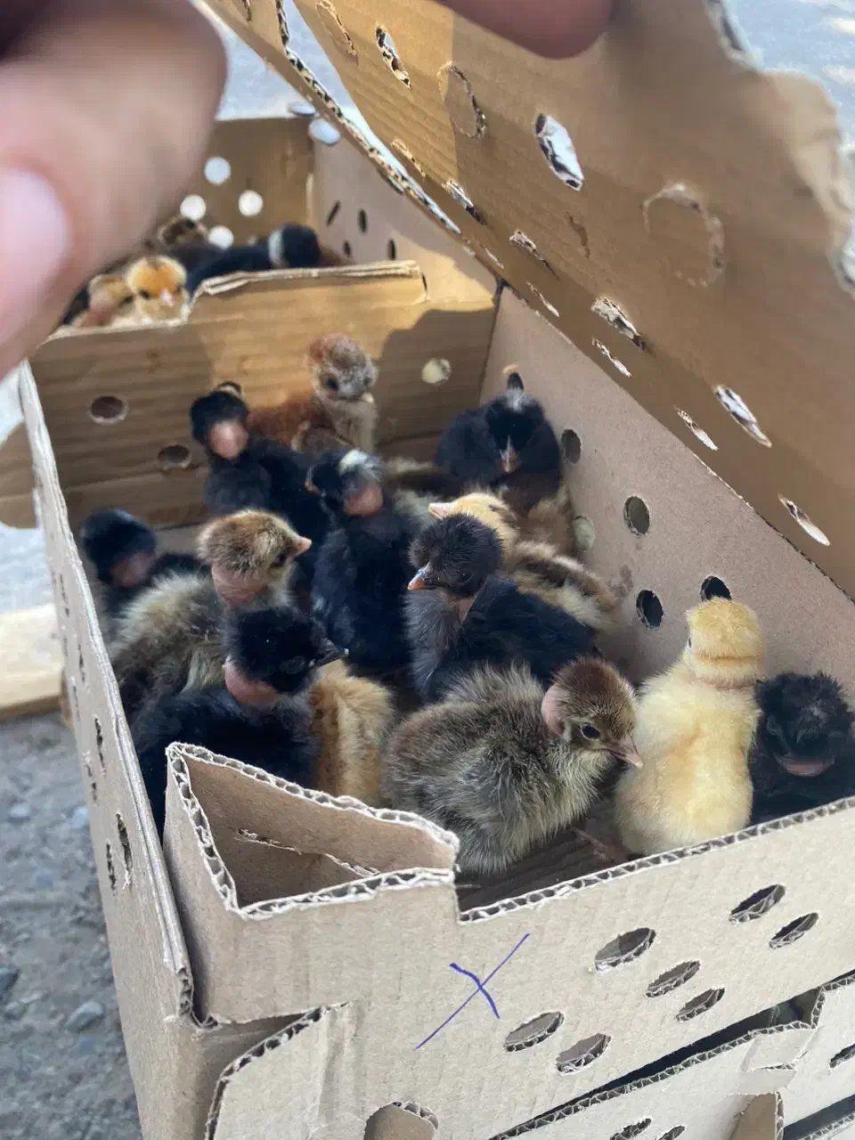 جوجه زینتی کاکلی گردن لخت سلطان|حیوانات مزرعه|سیرجان, |دیوار