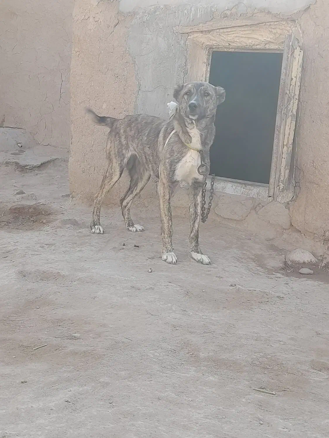 سرابی اصل|سگ|سراب, |دیوار