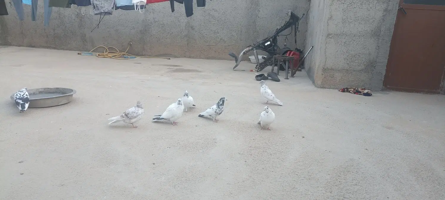 کبوتر|پرنده|بسطام, |دیوار