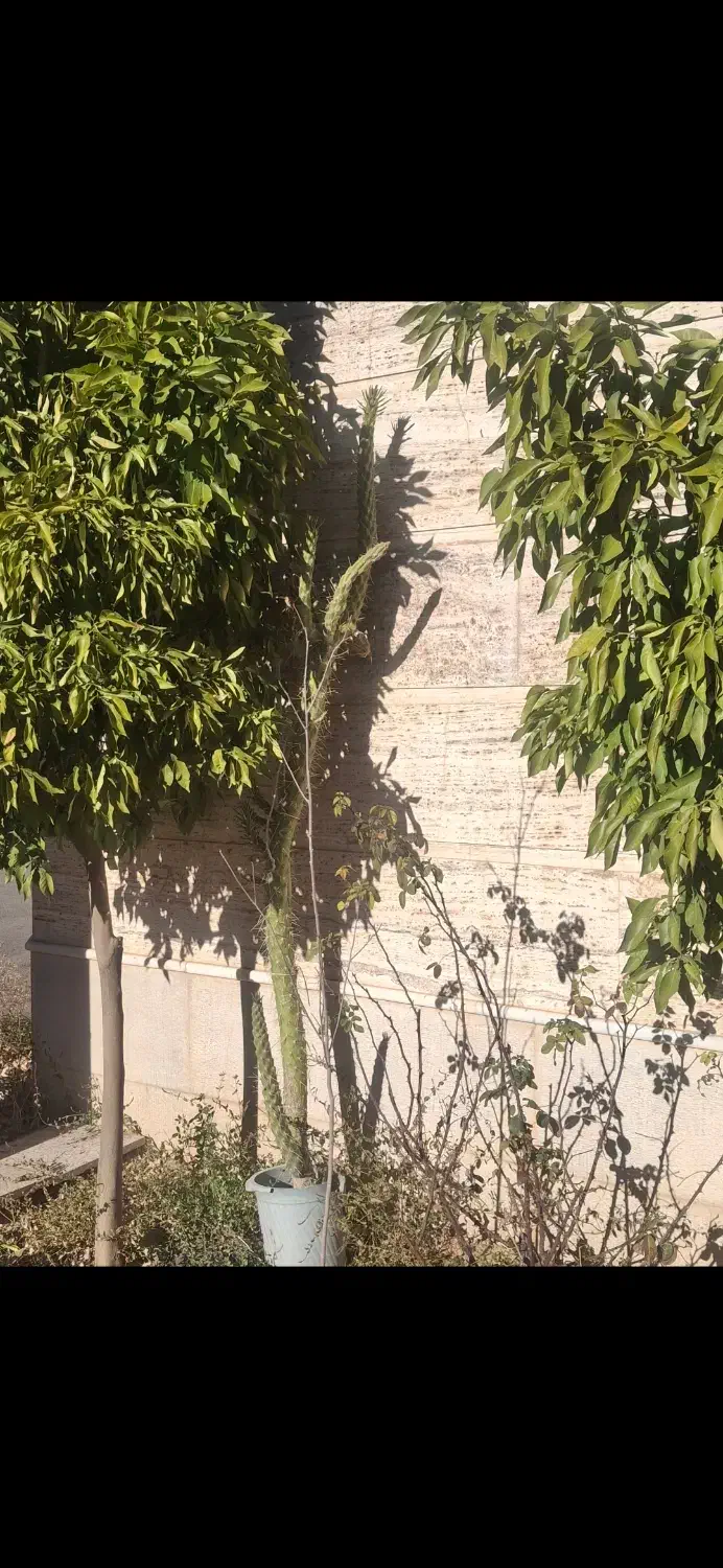 کاکتوس|گل و گیاه طبیعی|شیراز, گویم|دیوار