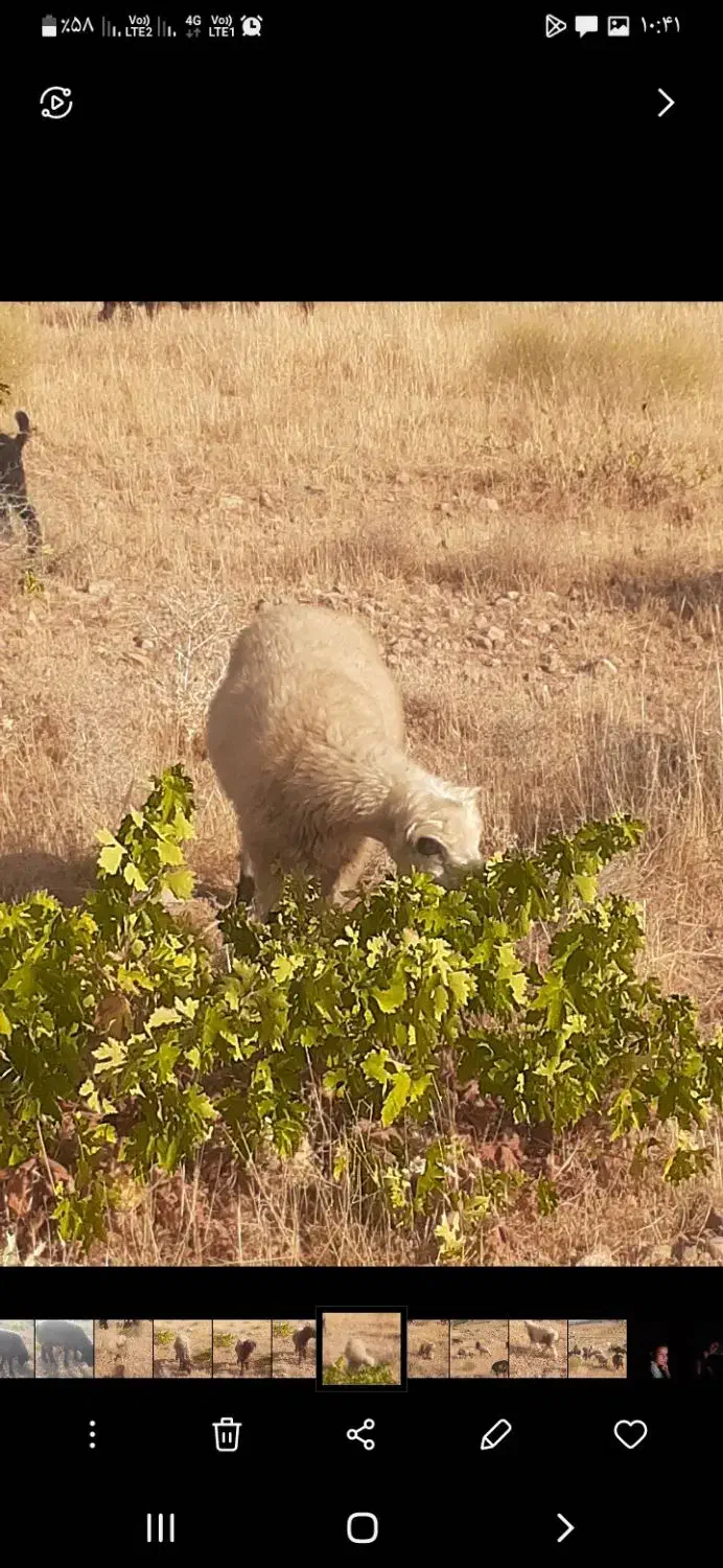 بره  زنده کشتار    در مکان شما|حیوانات مزرعه|شیراز, جوادیه|دیوار