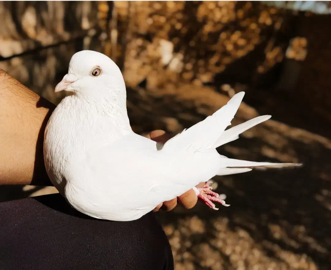 کبوتر پرشی کاشان|پرنده|کاشان, طاهرآباد|دیوار