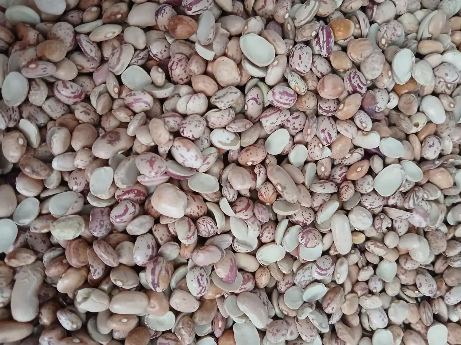 لوبیا چیتی ایرانی کیلوی 200|خوردنی و آشامیدنی|مشهد, شهید معقول|دیوار