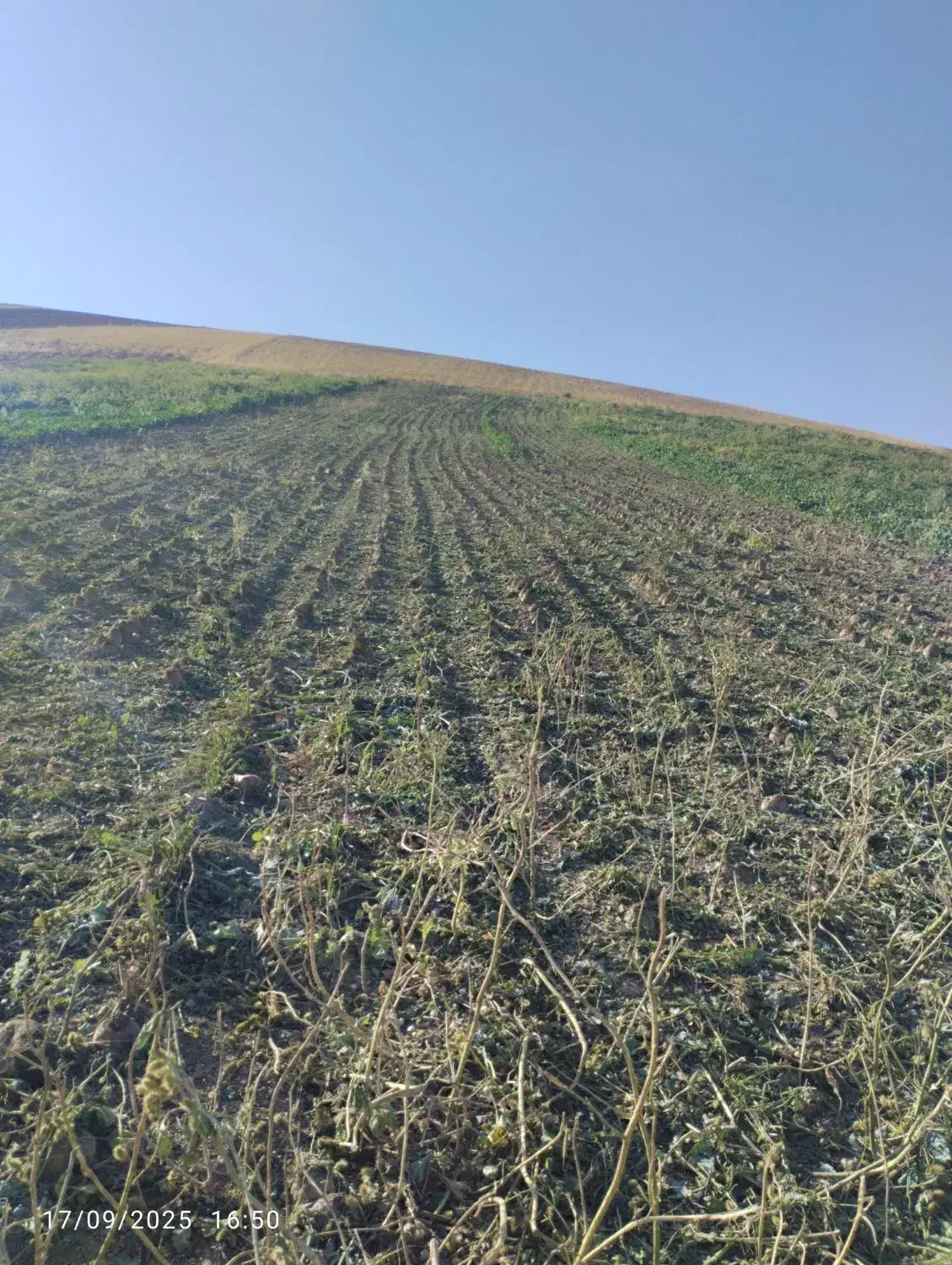 زمین کشاورزی|فروش دفتر صنعتی، کشاورزی، تجاری|الشتر, |دیوار