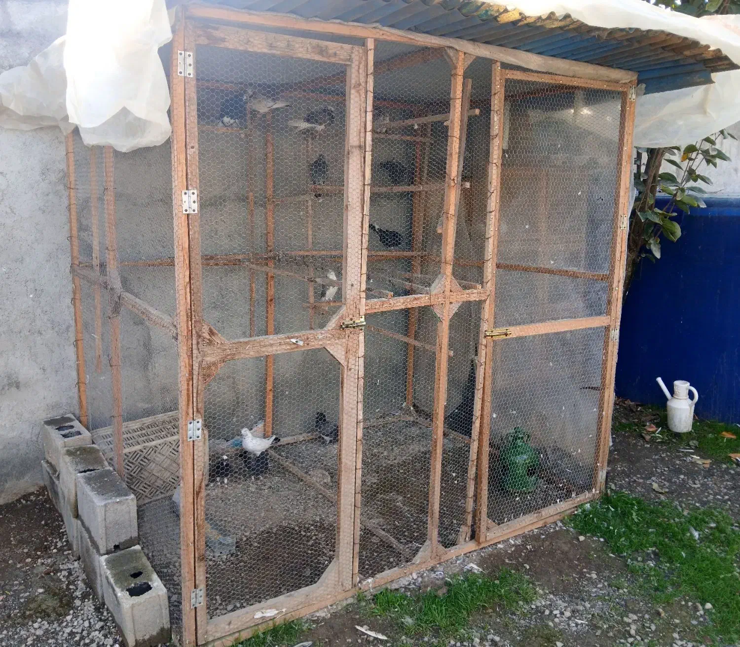 قفس چوبی کبوتر|لوازم جانبی حیوانات|کیاکلا, |دیوار