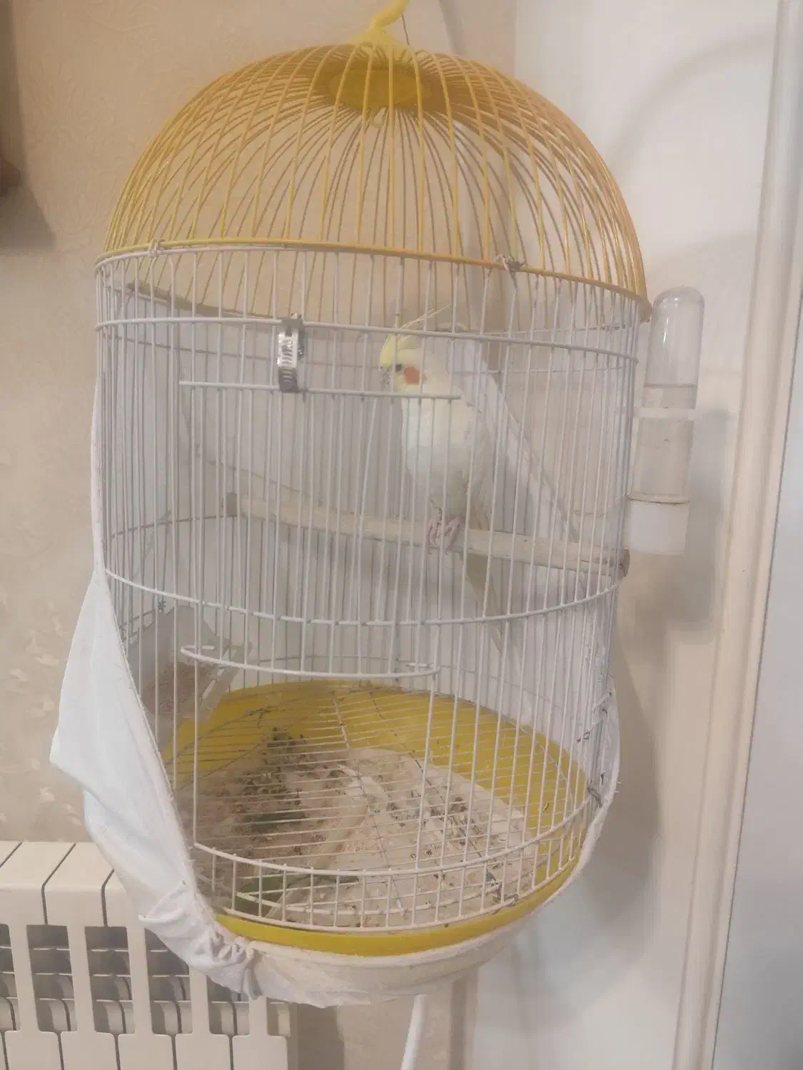 عروس هلندی لوتینو با قفس|پرنده|تهران, کوی بیمه|دیوار