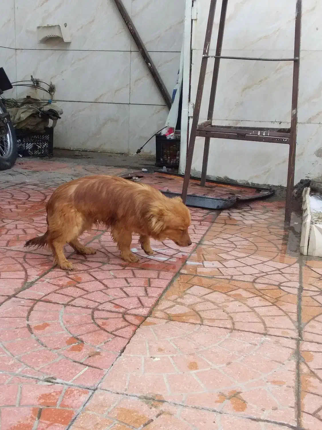 فروش|سگ|ازنا, |دیوار