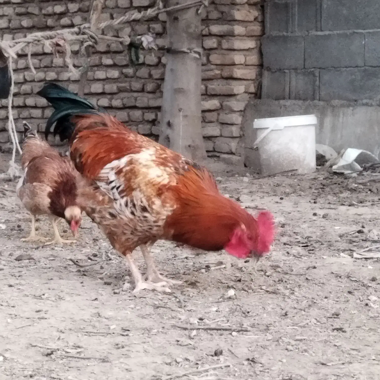 خروس|حیوانات مزرعه|سیمین شهر, |دیوار