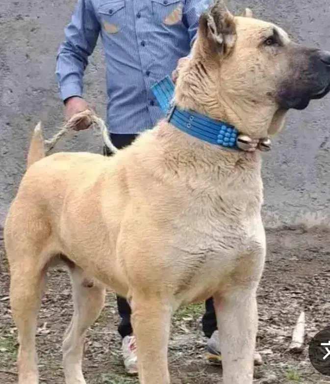 سگ نژاد دار|سگ|بهبهان, |دیوار