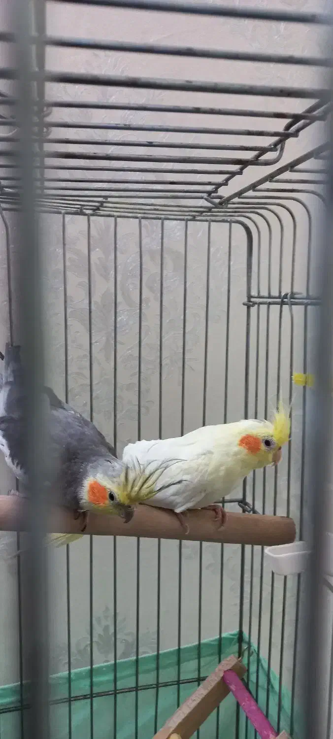 عروس هلندی|پرنده|وحیدیه, |دیوار