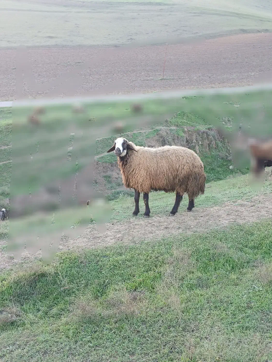 قوچ|حیوانات مزرعه|قشلاق دشت, |دیوار