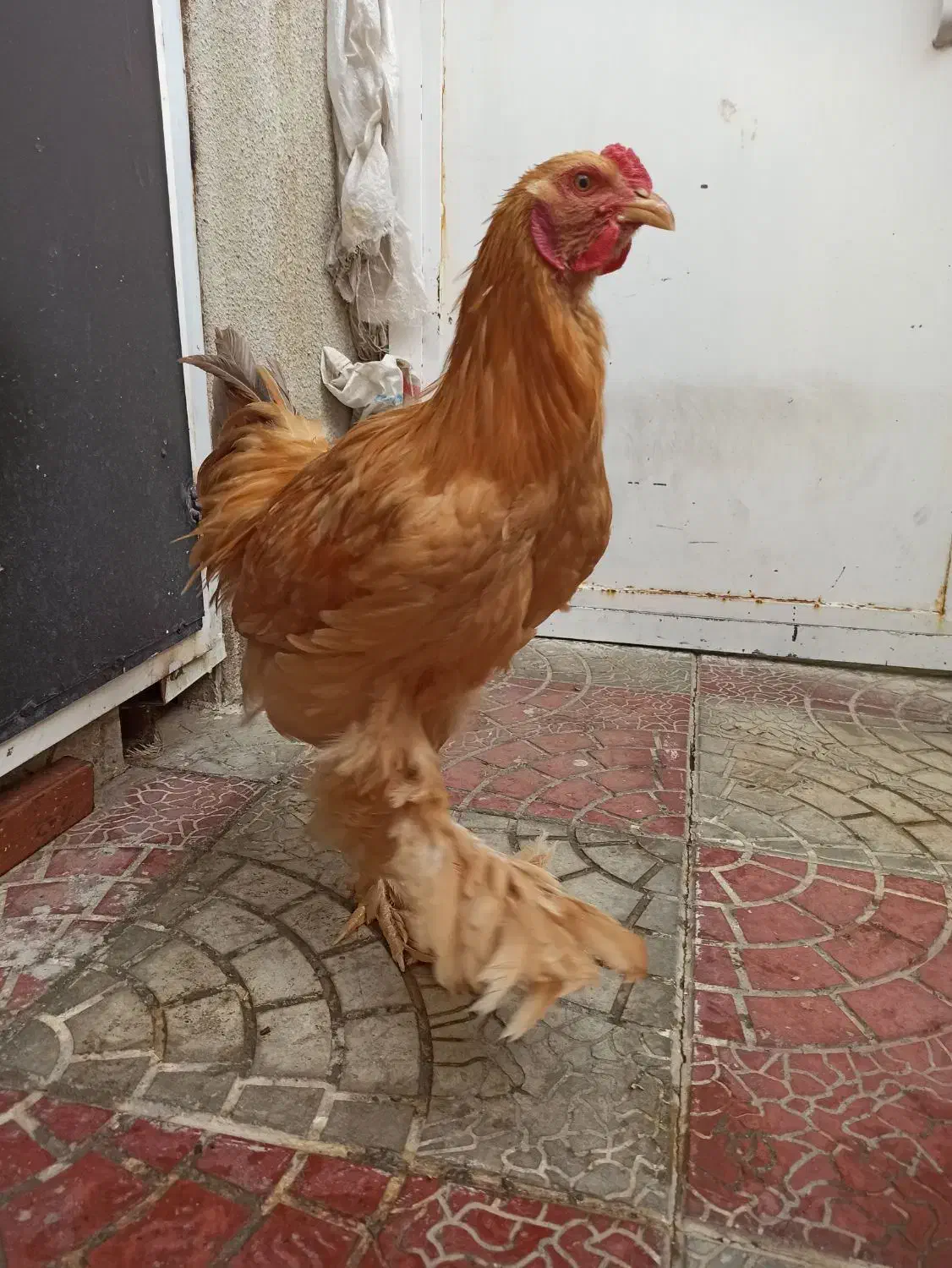 خروس برهما|حیوانات مزرعه|بانه, |دیوار