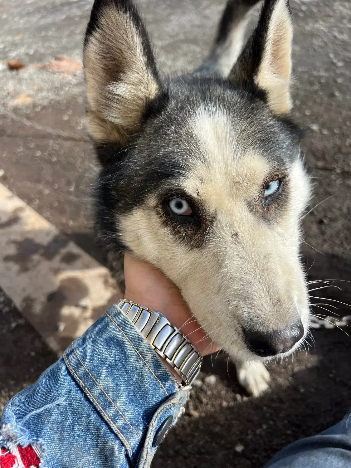 سگ هاسکی|سگ|اردبیل, |دیوار