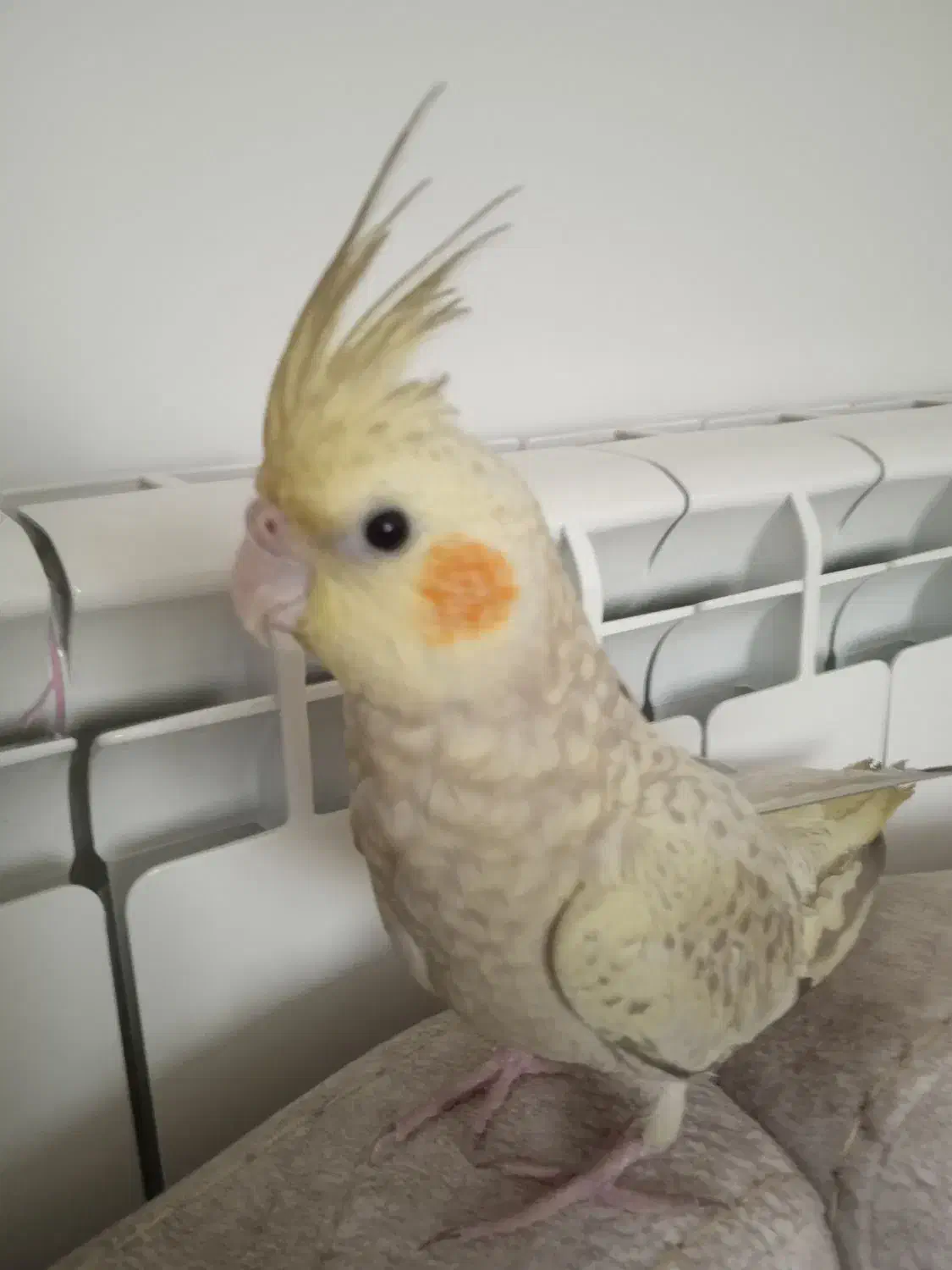 عروس هلندی گم شده ( مژدگانی )|حیوانات|گلپایگان, |دیوار