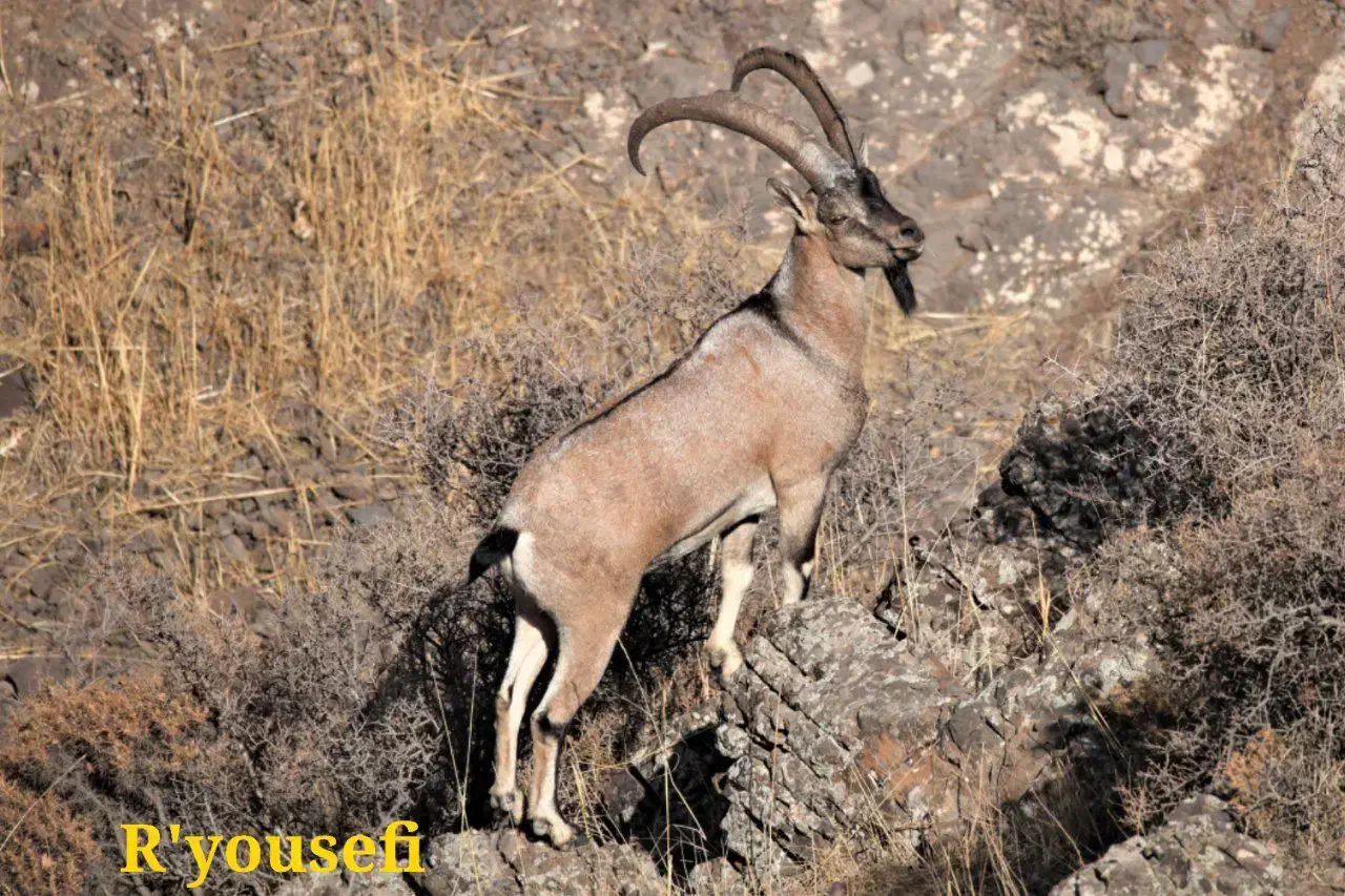 کارگر ساده و نگهبان دامداری|استخدام سرایداری و نظافت|قزوین, |دیوار
