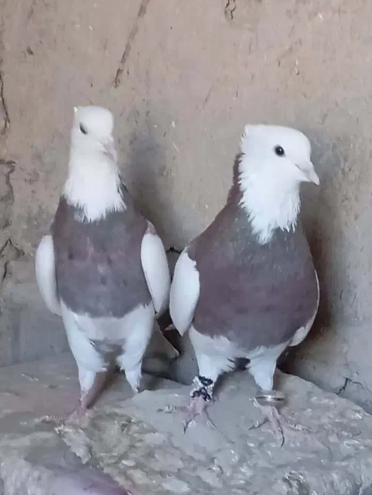 باسلام کبوتر طوقی نر ماده|پرنده|جزنیک, |دیوار