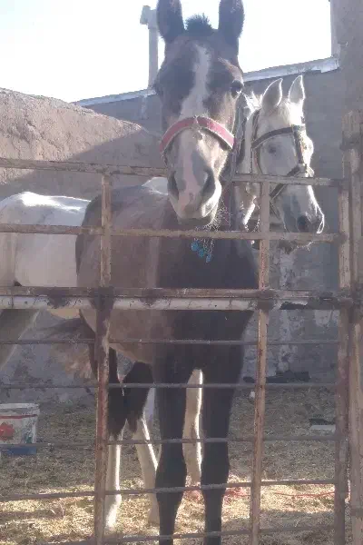 کره اسب نریان|اسب و تجهیزات اسب‌سواری|اقبالیه, |دیوار