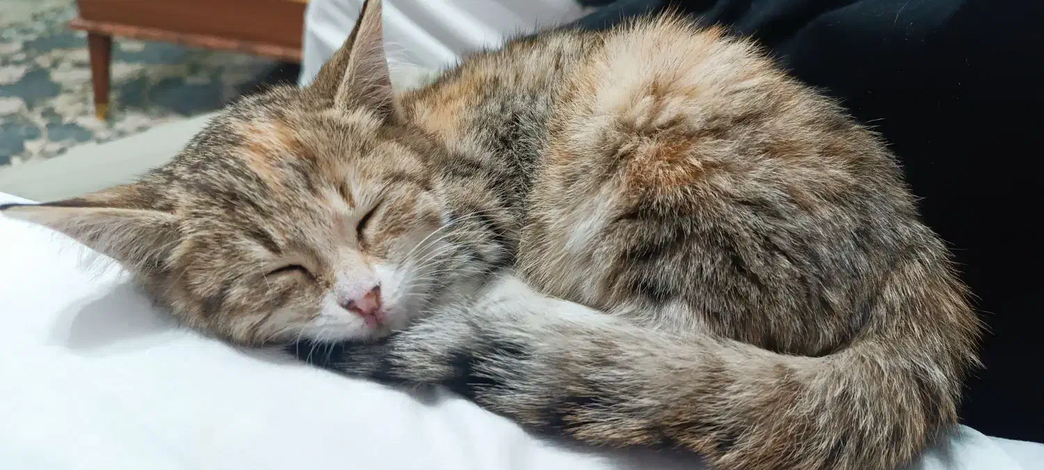 واگذاری بچه گربه دو ماه|گربه|فردوس (خراسان), |دیوار