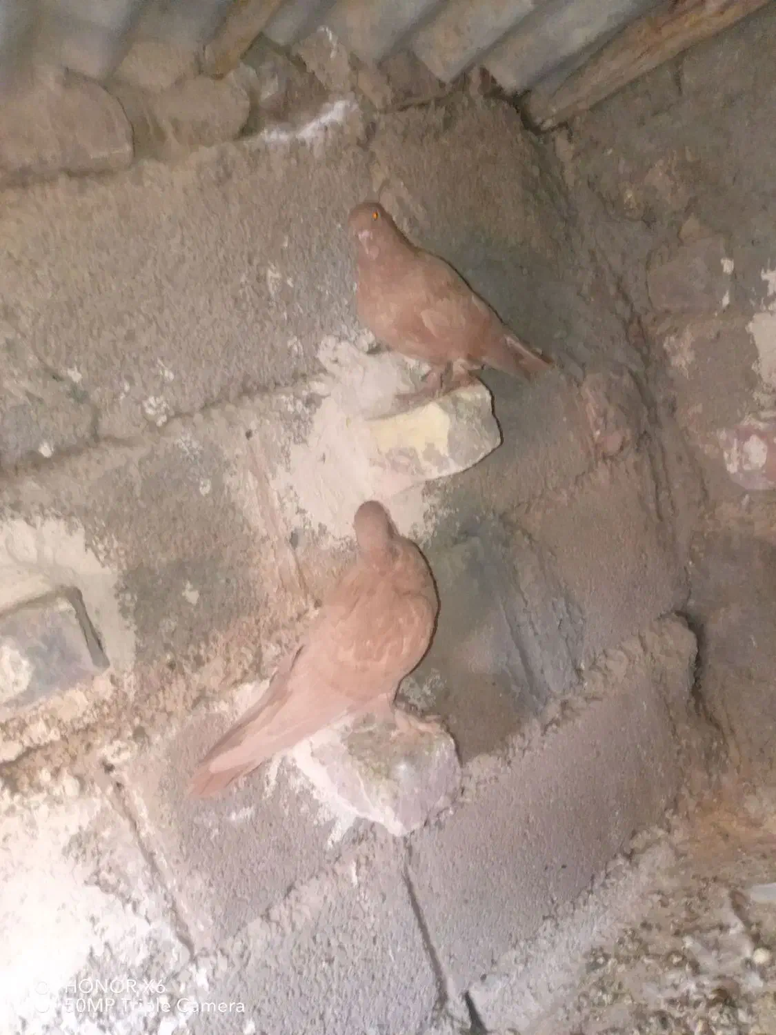 کفتر|پرنده|کرمان, |دیوار