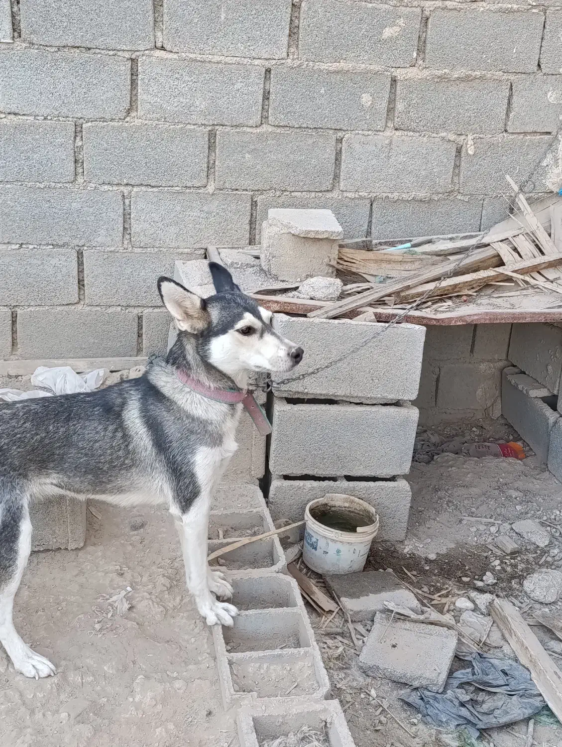 سگ هاسکی|سگ|شیبکوه (فارس), |دیوار