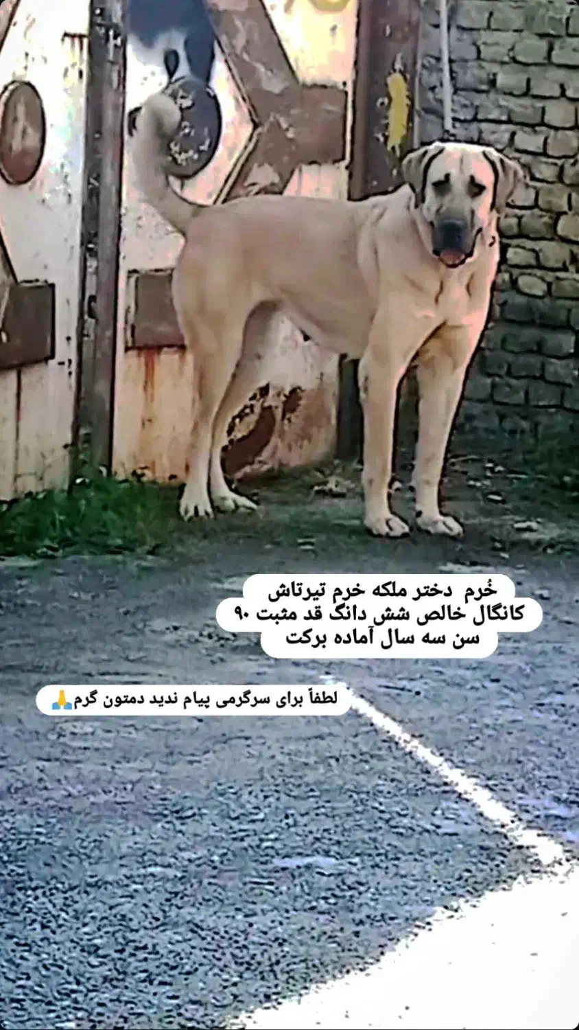 سگ کانگال وارداتی|سگ|کردکوی, |دیوار