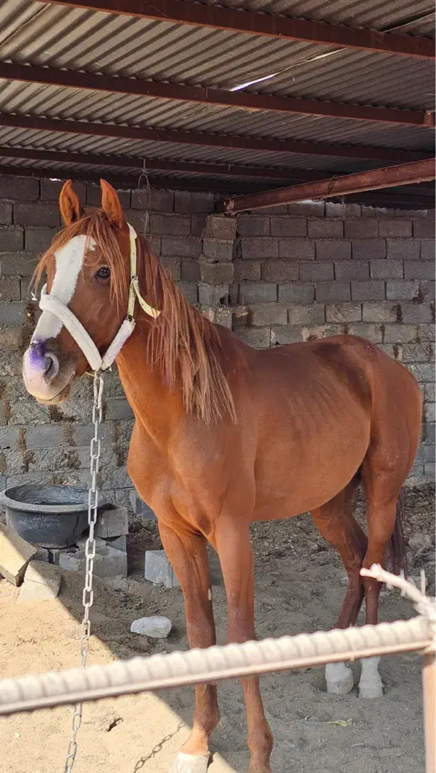 اسب ترکمن|اسب و تجهیزات اسب‌سواری|مشهد, طرق|دیوار