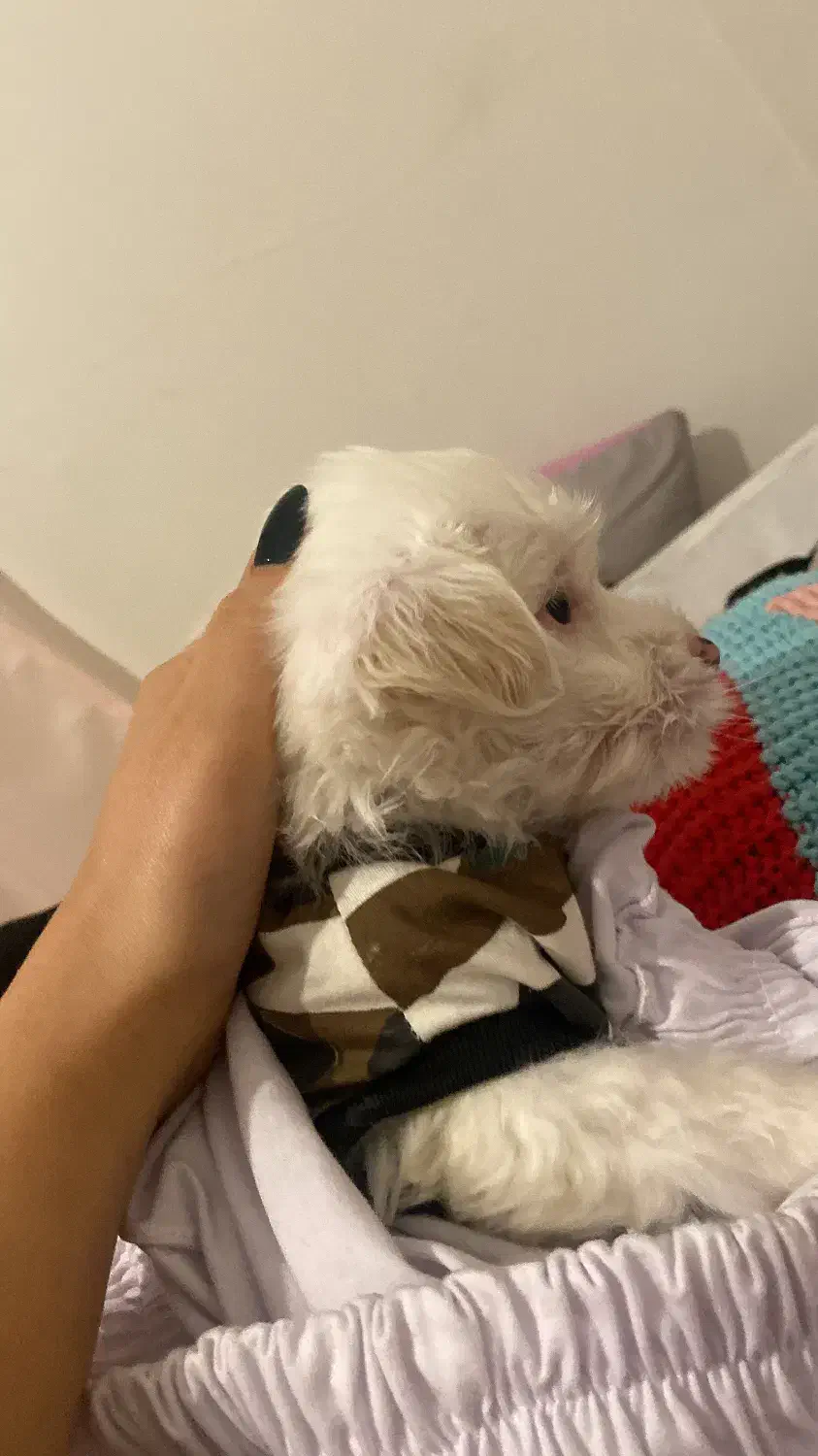 سگ ناز|سگ|تهران, باغ فیض|دیوار