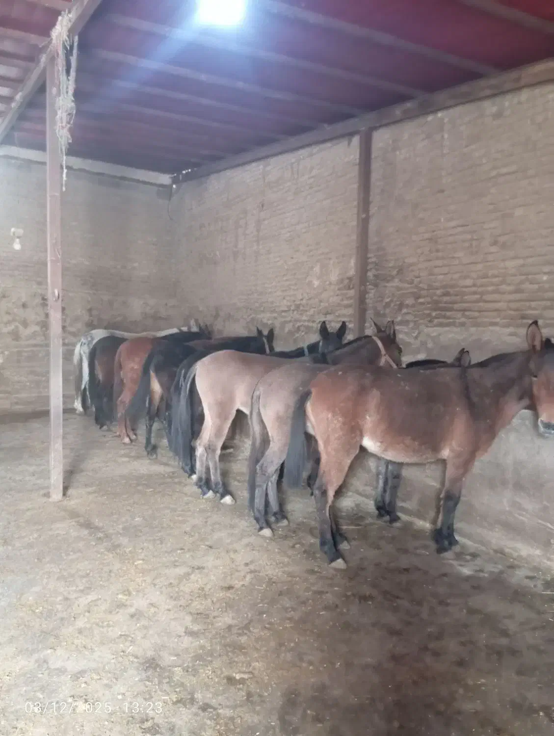 مرکز قاطر باری سواری خیشو عشایری مرز|حیوانات مزرعه|لاران, |دیوار