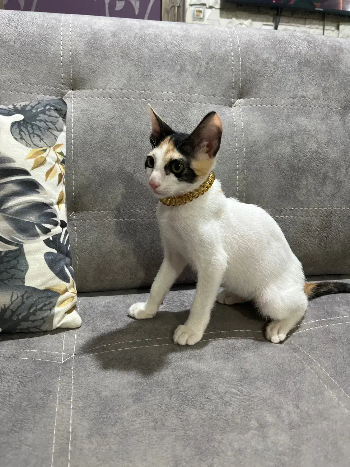 گربه|گربه|چابهار, |دیوار