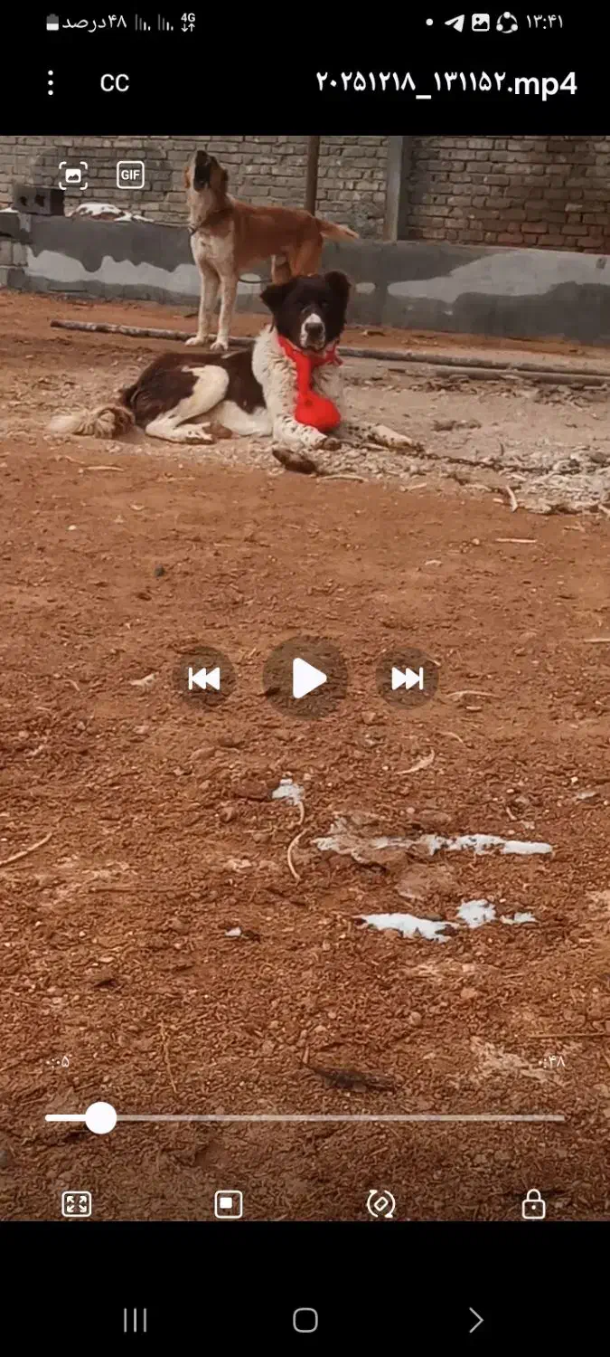 قدرجونی|سگ|مبارکه, |دیوار