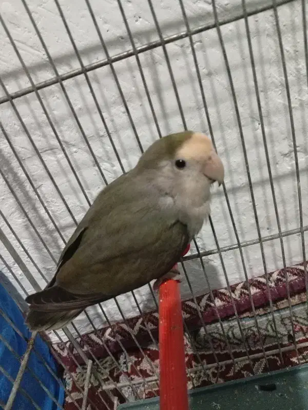 فوری|پرنده|فامنین, |دیوار