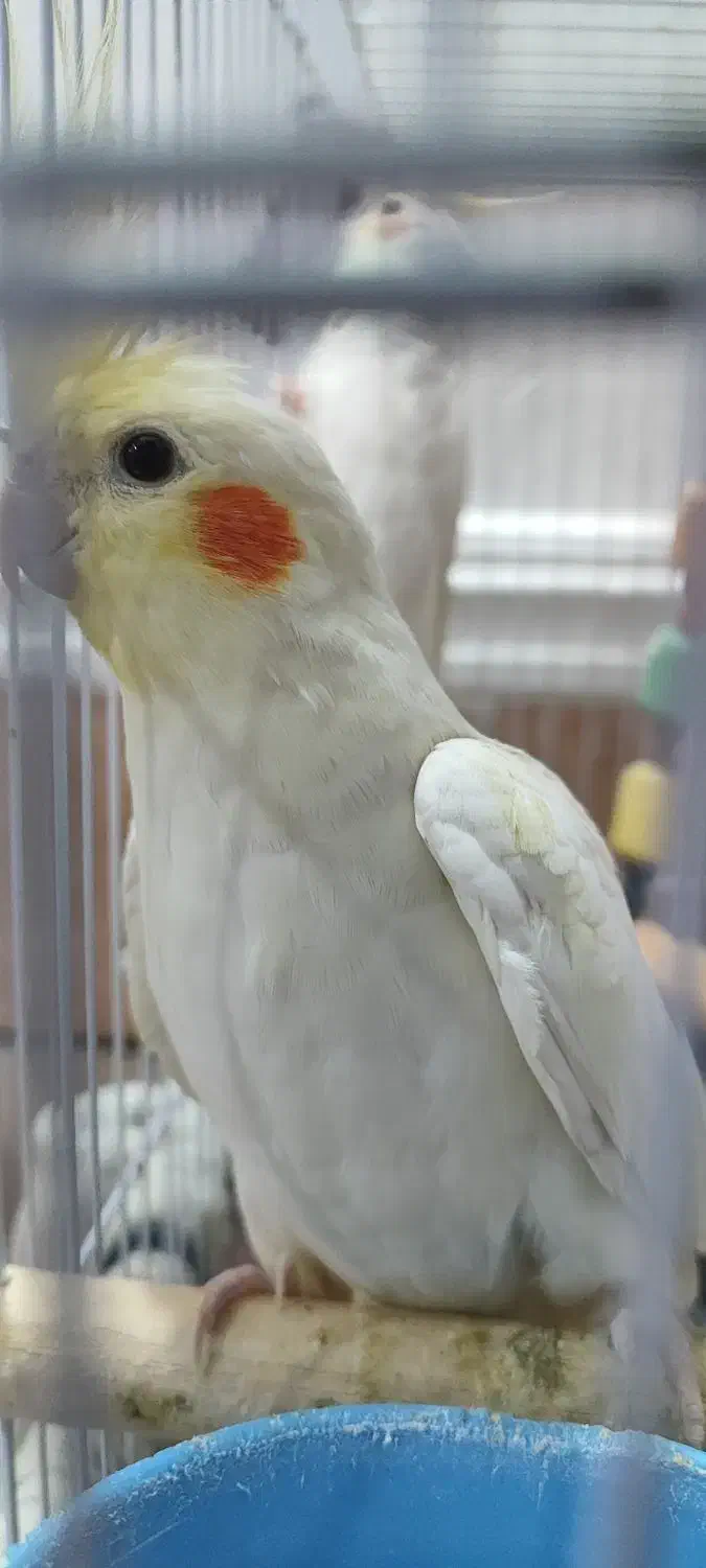 جوجه عروس هلندی|پرنده|باوی, |دیوار