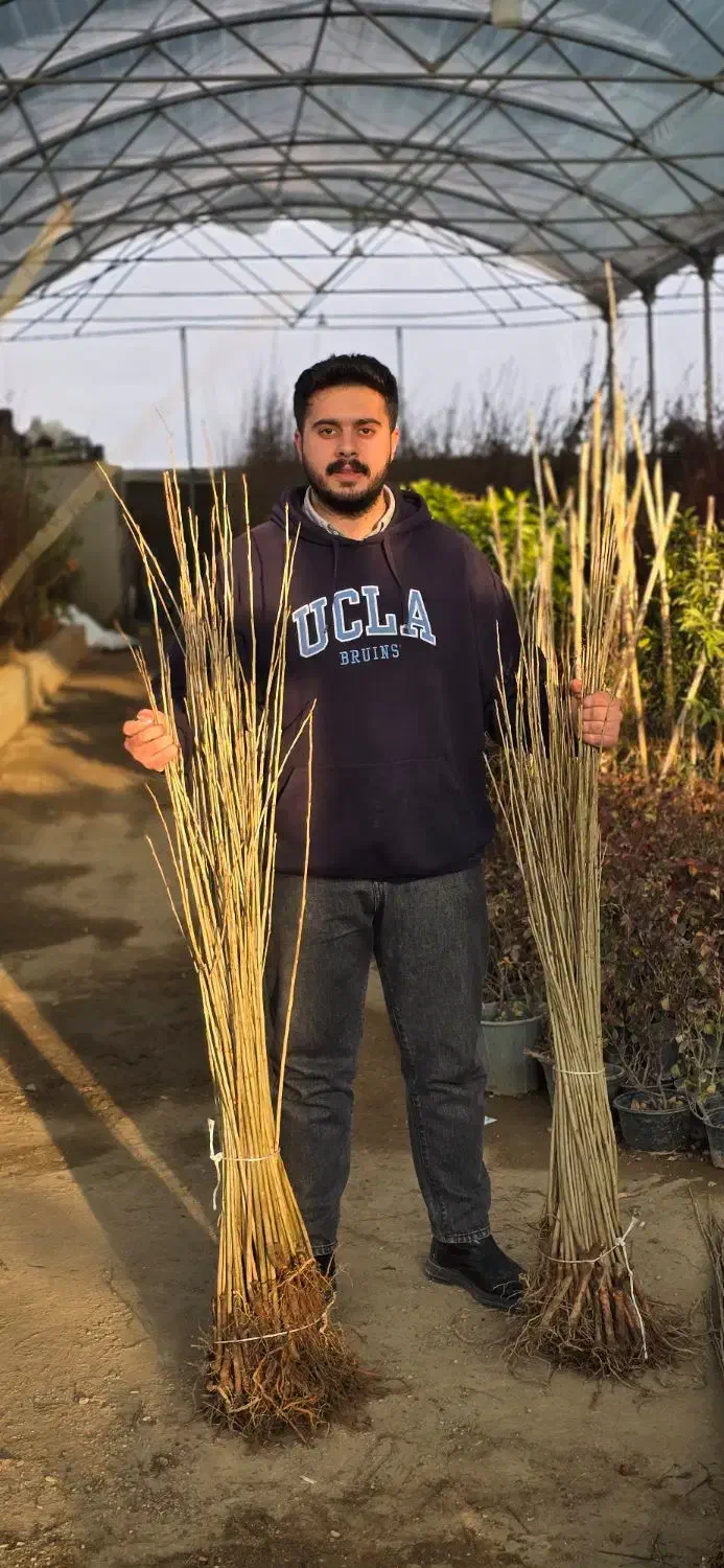 صنوبر سبز کن سرمایه بساز|خدمات باغبانی و درختکاری|زرین آباد, |دیوار