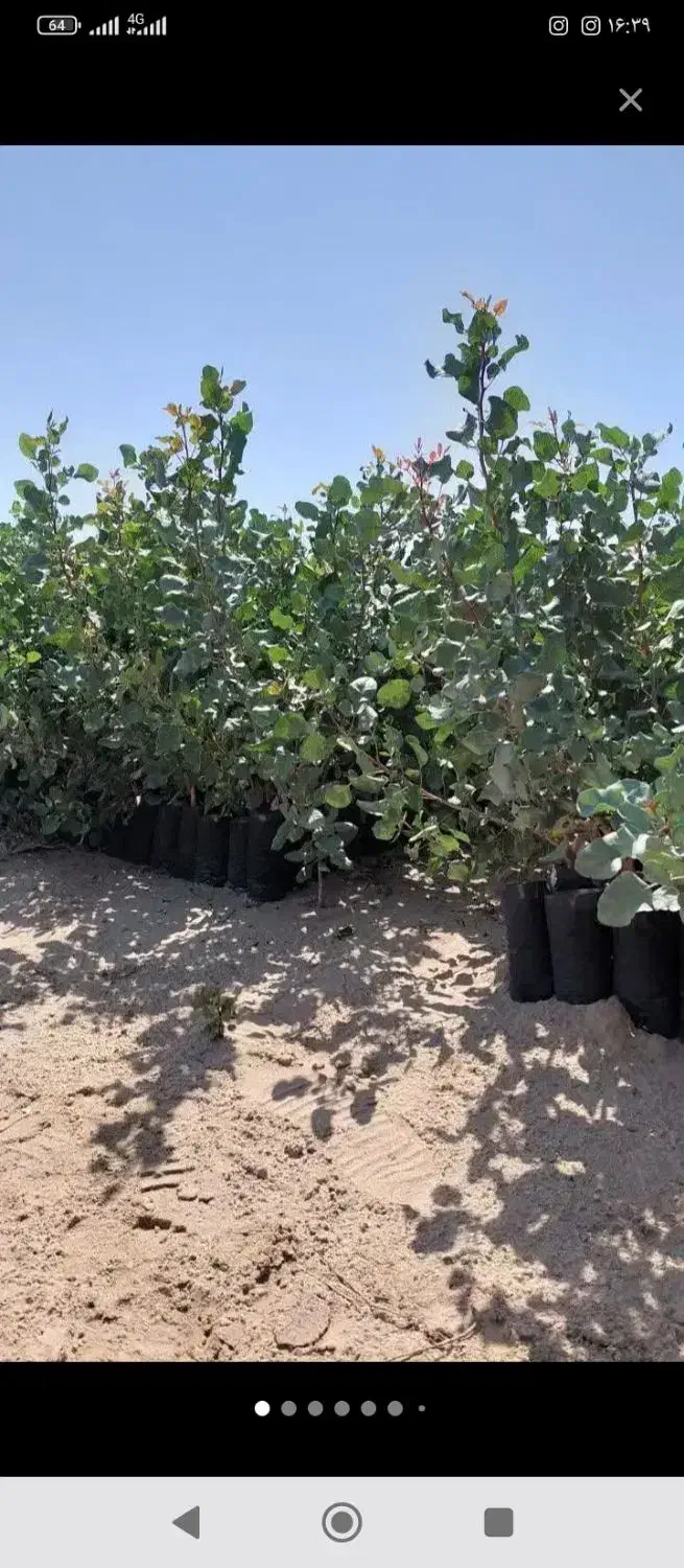 فروش نهال پسته|خدمات باغبانی و درختکاری|سبزوار, جهاد کشاورزی|دیوار