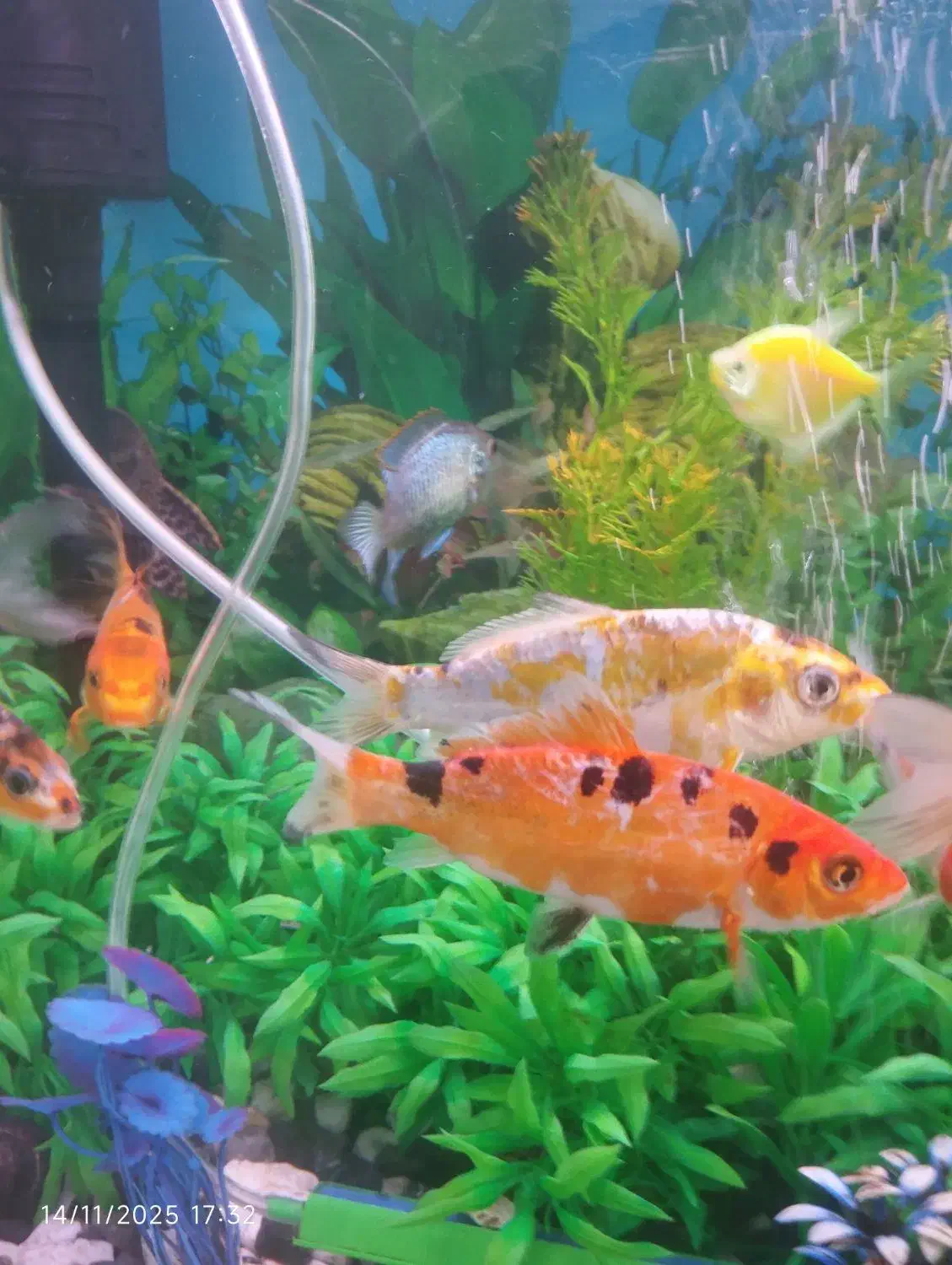 ماهی کوی سالم و زرنگ ۱۴ سانتی خوشرنگ|ماهی|کرمانشاه, |دیوار