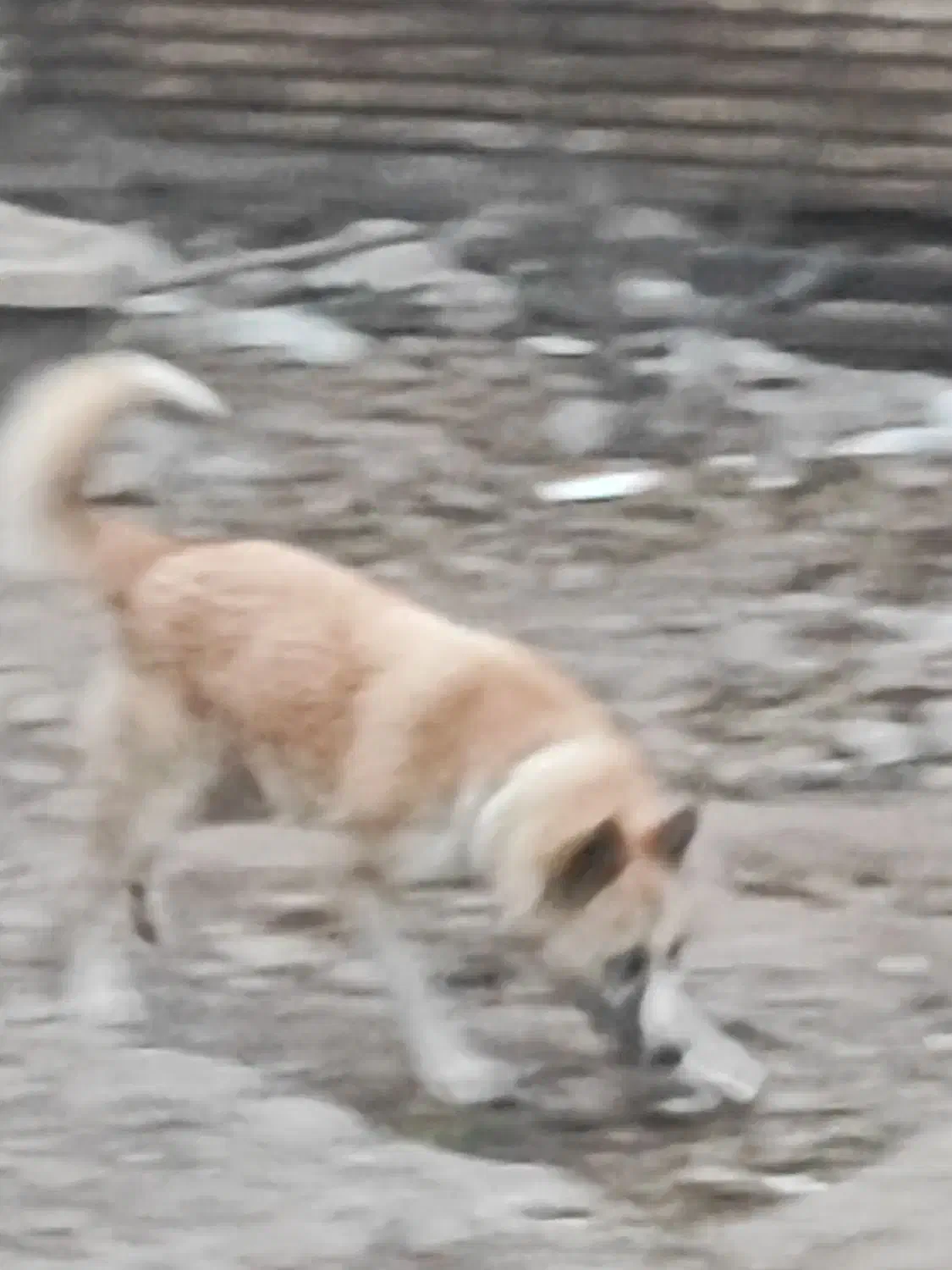 سگ هاسکی سرابی|سگ|صوفیان, |دیوار