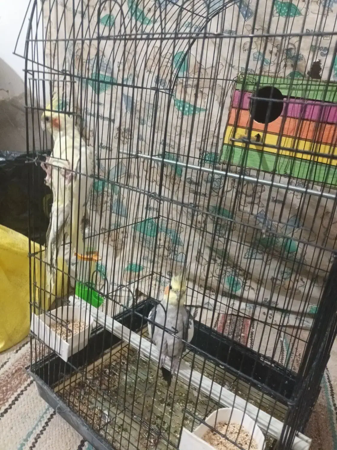 مرغ عروس|پرنده|کویرات, |دیوار