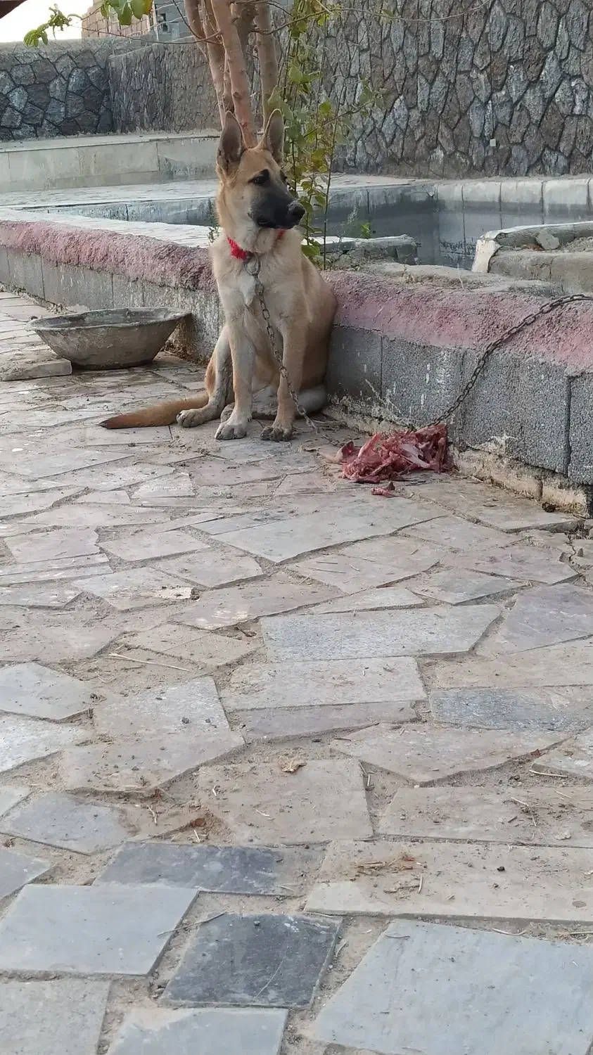 سگ ژرمن|سگ|اصفهان, براآن شمالی|دیوار