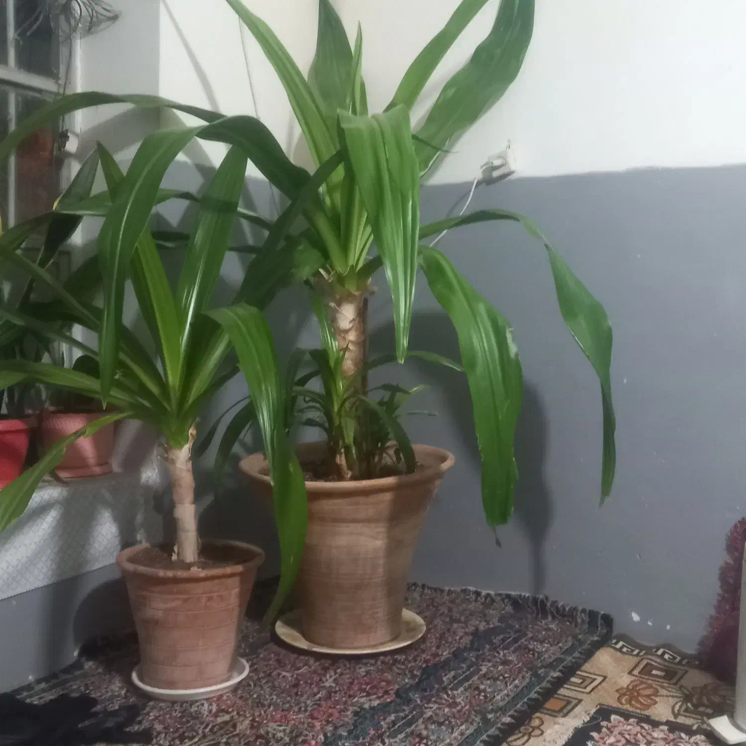 گل زیبا نخلی|گل و گیاه طبیعی|کرمان, |دیوار